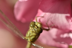 Onychogomphus forcipatus