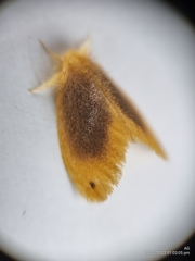Artaxa nubilosa