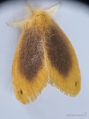 Artaxa nubilosa