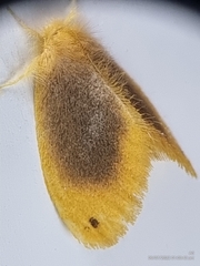Artaxa nubilosa