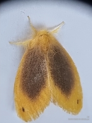 Artaxa nubilosa