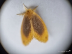Artaxa nubilosa