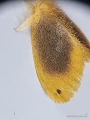 Artaxa nubilosa