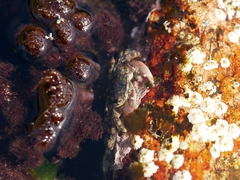 Leptograpsus variegatus