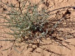 Swainsona microphylla