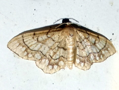 Idaea moniliata