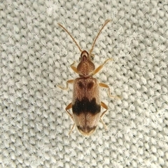Notoxus calcaratus