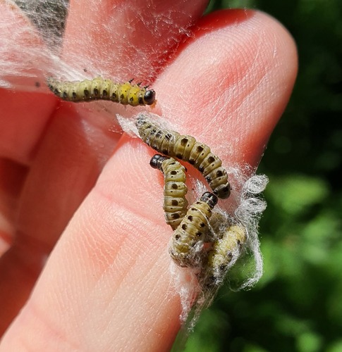 Willow Ermine