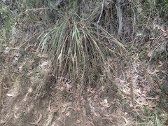 Eragrostis variabilis