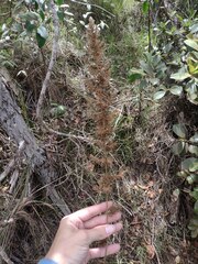 Eragrostis variabilis