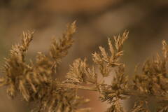 Eragrostis variabilis