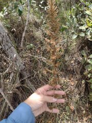 Eragrostis variabilis