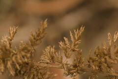 Eragrostis variabilis