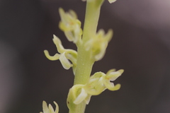 Platanthera colemanii