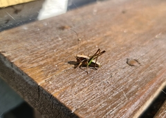 Metrioptera brachyptera