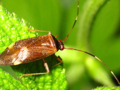Adelphocoris triannulatus