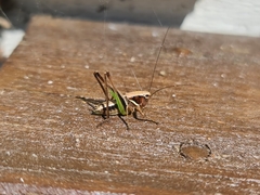 Metrioptera brachyptera