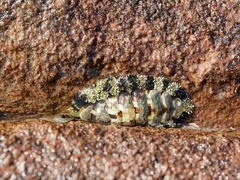 Acanthopleura gemmata