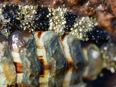 Acanthopleura gemmata