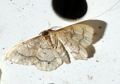 Idaea moniliata
