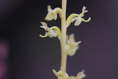 Platanthera colemanii