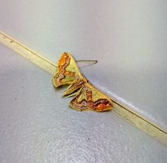 Peratophyga xanthyala