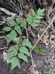 Cyrtomium caryotideum