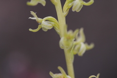 Platanthera colemanii