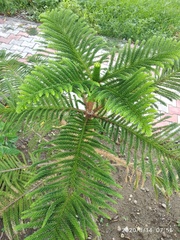 Araucaria heterophylla