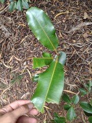 Planchonella sandwicensis