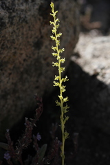 Platanthera colemanii