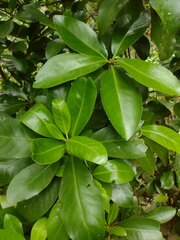 Corynocarpus laevigatus