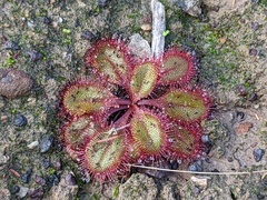 Drosera praefolia