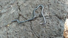 Leptotyphlopidae