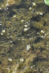Ranunculus circinatus
