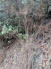 Andropogon bicornis