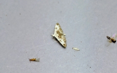 Araeopteron proleuca