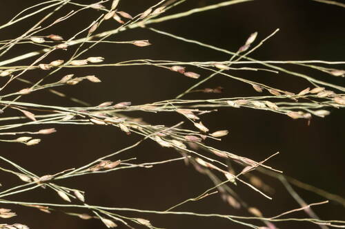 Panicum nephelophilum