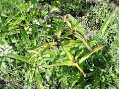 Gentiana macrophylla