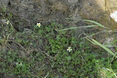 Ranunculus circinatus