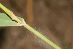 Panicum nephelophilum