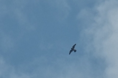 Falco