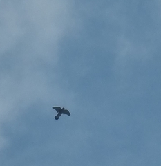 Falco