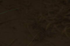 Panicum nephelophilum