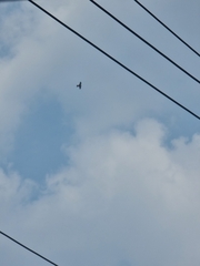 Falco