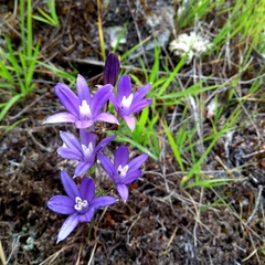 Brodiaea coronaria