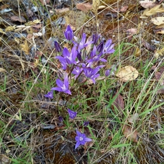 Brodiaea coronaria