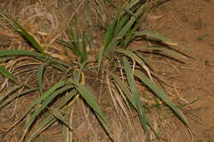 Panicum nephelophilum