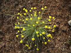 Achillea falcata