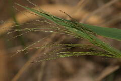 Panicum nephelophilum